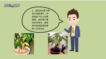  室内发财树叶子发黄脱落怎样挽救--第1张