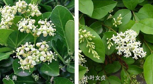 女贞和冬青的区别--第1张