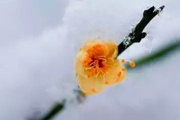  梅花的特点和精神品质，梅花的特点和精神品质，坚韧不拔，傲立雪中--第1张