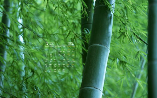  观赏竹--第1张