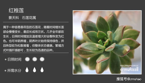  常见100种植物介绍--第1张
