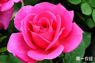 月季花的特点--第1张