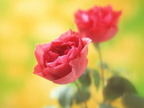  ，6朵玫瑰的花语，浪漫、爱意、承诺、珍贵、独特与守护，6朵玫瑰的花语，承诺与守护浪漫的爱情--第1张