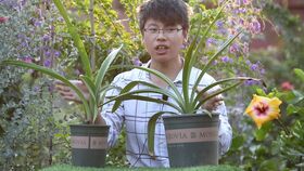  马蹄莲种球种植方法和注意事项--第1张