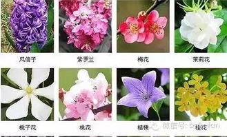  各种花卉大全--第1张