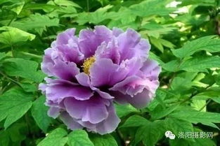  牡丹花的简介--第1张
