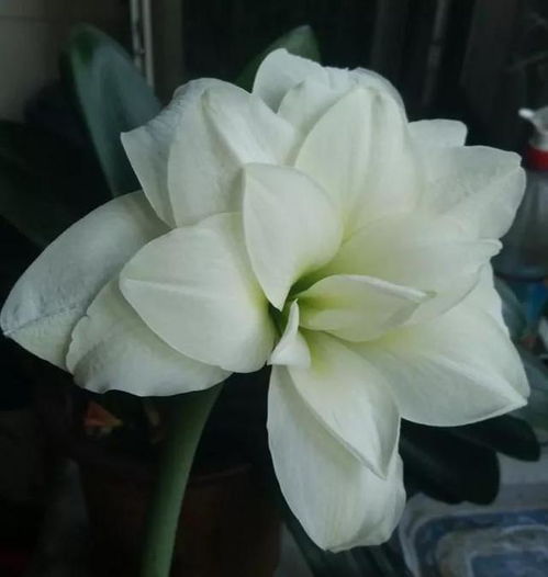  孤独之花，渴望被爱的象征，孤独之花，渴望被爱的象征--第1张