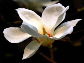  玉兰花花语——美丽、高雅与芬芳--第1张