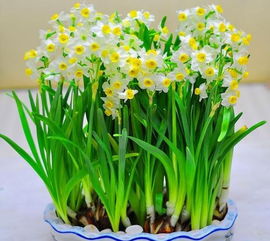  水仙花怎么种植方法--第1张