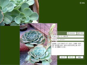  花卉识别--第1张