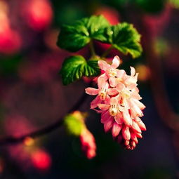  茑萝的花语，生命之歌与无尽的友谊--第1张