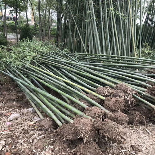  苗木厂家联系方式大全--第1张