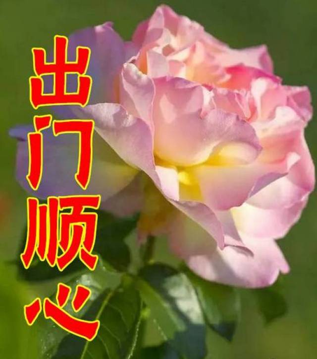  一支玫瑰花图片，浪漫与情感的交织，玫瑰花之浪漫与情感的交织--第1张