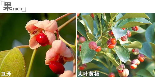  探寻卫矛球，揭示其神秘面纱的奇妙植物--第1张