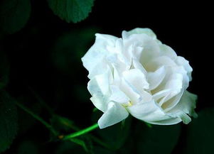  白玫瑰的花语和象征意义，白玫瑰的花语和象征意义，纯洁与高贵，浪漫与求爱--第1张
