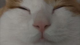  短剧它喵的我才不要当女一全集观看，我到底该如何成为女一全集观看--第1张