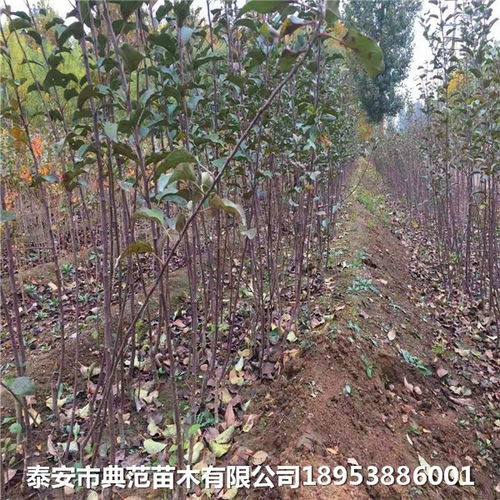  玉兰花树苗多少钱一棵--第1张