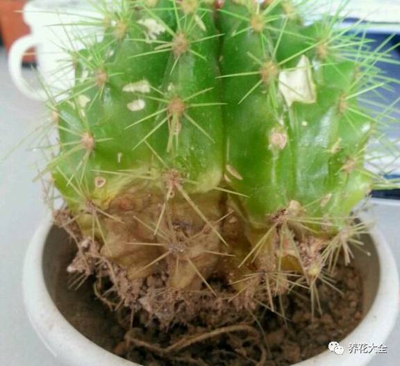  ，文竹开花会死吗？，文竹开花后不会死，但会影响生长和观赏价值。--第1张