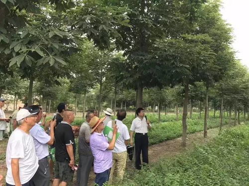  免费苗木绿化求购--第1张