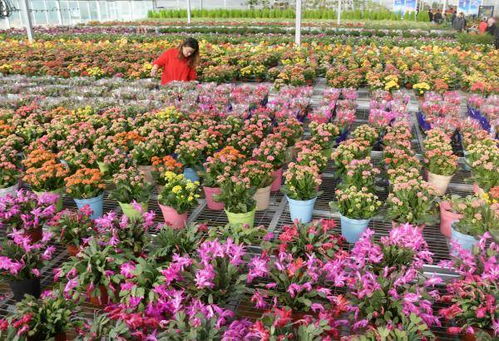  鲜花总汇，从选择到养护的全方位指南，鲜花养护的全方位指南，从选择到鲜花总汇的养护技巧--第1张