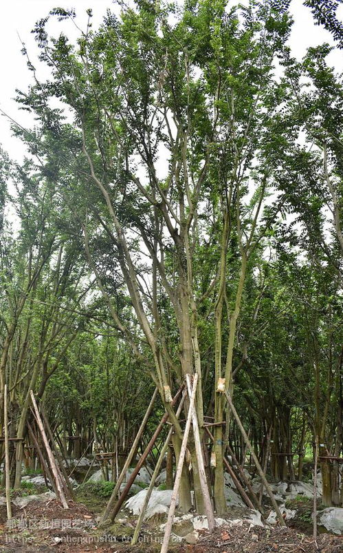 朴树植物介绍--第1张