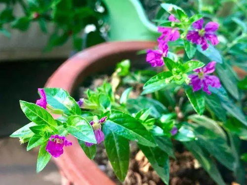  爱养花花卉网——花卉爱好者们的天堂，爱养花花卉网——花卉爱好者的网上家园--第1张