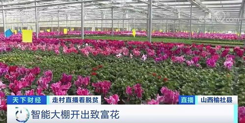  花卉大全5000种--第1张