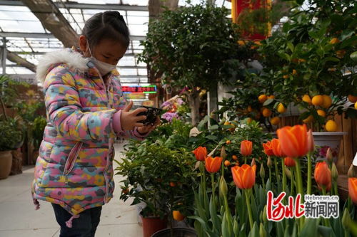  东莞鲜花批发，引领花卉市场的新潮流--第1张