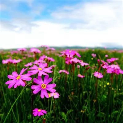  花草图片风景图片大全--第1张