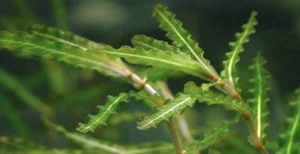  沉水植物的魅力，探索它们的品种--第1张