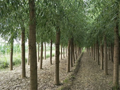  馒头柳是常绿还是落叶，馒头柳是落叶植物。--第1张