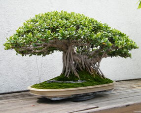  大叶榕树图片——自然之美与生命力的象征，大叶榕树之美，自然与生命的象征--第1张