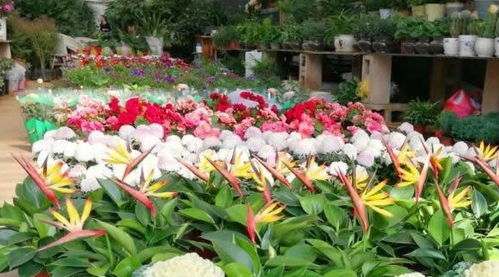  云南花卉交易平台，引领花卉市场的新潮流，云南花卉交易平台，引领花卉市场的新潮流，打造一站式花卉交易平台--第1张