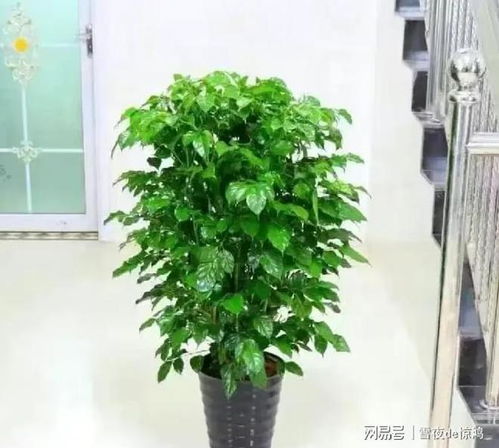  家养绿植品种大全，家养绿植品种大全，适合家居环境的常见绿植品种推荐--第1张