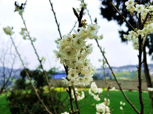  一月什么花二月什么花三月什么花，一月梅花 二月杏花 三月桃花--第1张