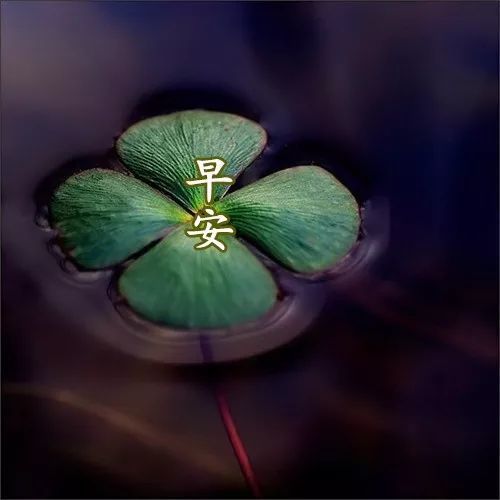  花能治愈一切经典语录，花语治愈的力量，生活中的美好瞬间--第1张