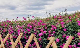 仁寿花店电话号码，鲜花传递情感，让生活更美好--第1张