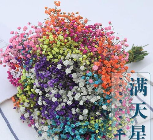  满天星的花语和寓意--第1张