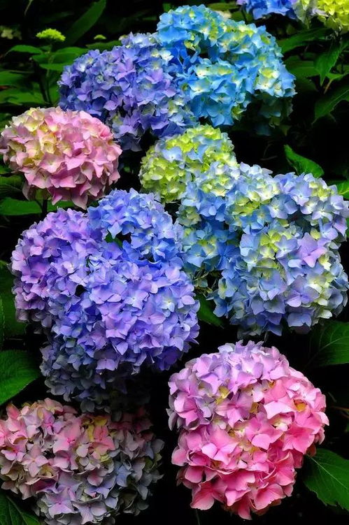  绣球花蔫了怎么办，绣球花蔫了怎么办？五个解决方法让你轻松应对--第1张