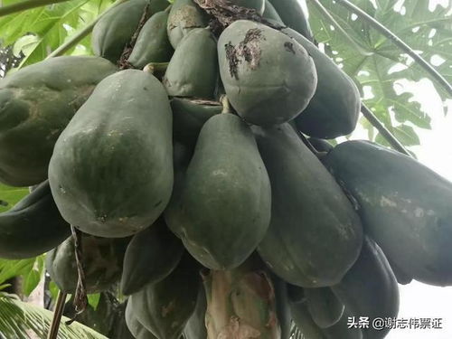  木瓜树长什么样--第1张