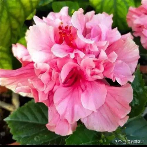  99朵玫瑰，一束璀璨夺目的爱情之花，99朵玫瑰，爱情璀璨之花--第1张