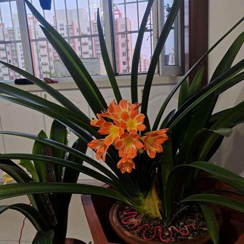 君子兰一年开几次花，君子兰一年开一次花。--第1张