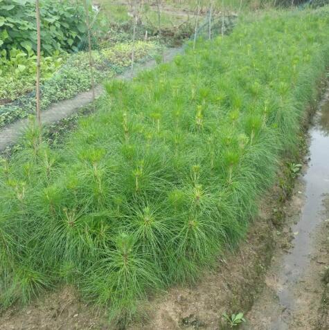  湿地松苗木价格，湿地松苗木价格趋势--第1张