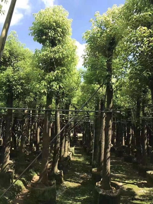  工程急需苗木求购信息--第1张