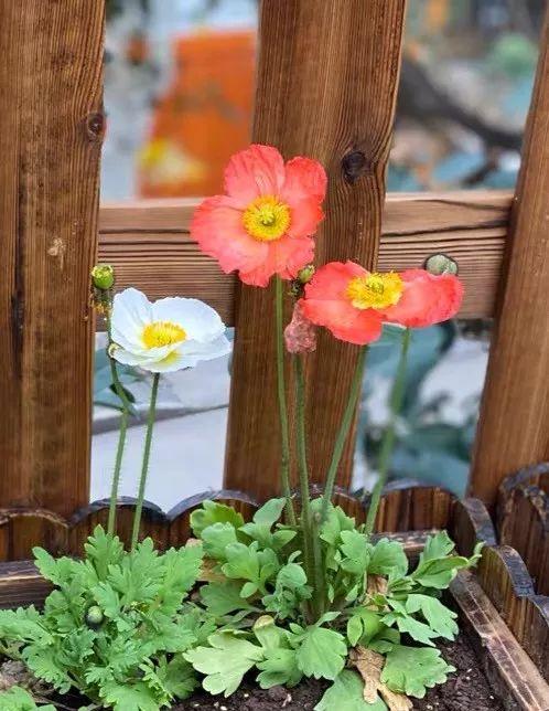  十二生肖的守护花，十二生肖的守护花，生肖鼠的守护花——银叶菊--第1张