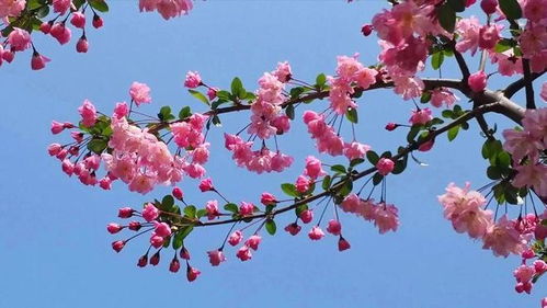  海棠花的花语和寓意--第1张