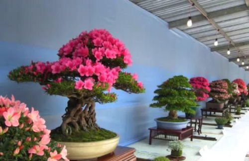  中国花卉盆景官网——一站式花卉盆景选购平台，中国花卉盆景选购平台，一站式选购，打造您的美丽花园--第1张