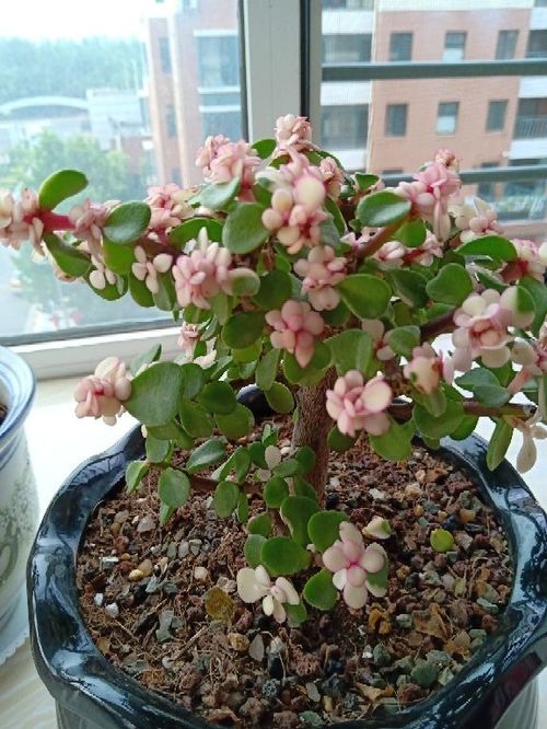  成都买花的地方大揭秘，探寻花都的秘密宝藏--第1张