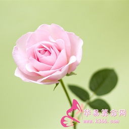  绿玫瑰花图片，自然之美与情感的交织，绿玫瑰花图片，自然之美与情感的交织之美的展现--第1张