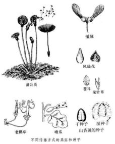  植物种子传播方法大全--第1张